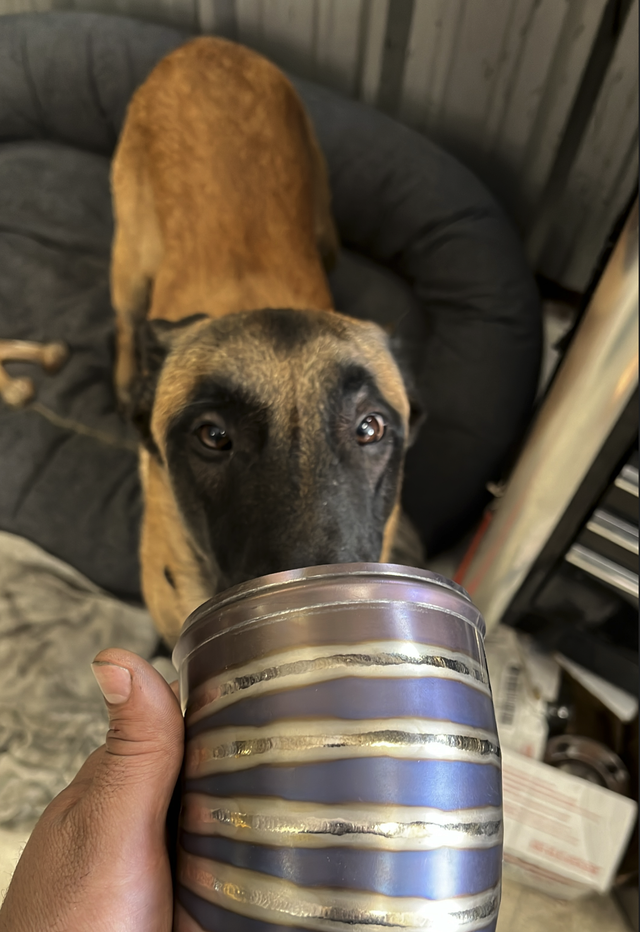 Apollo, the shop dog
